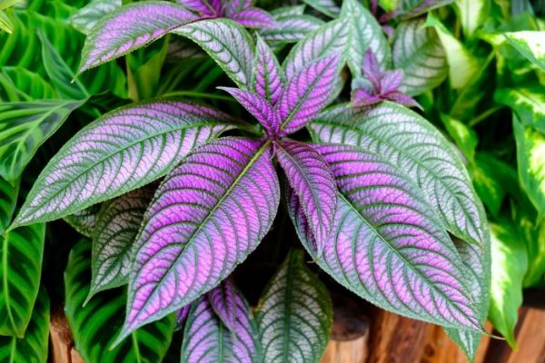 Purple flowered house plant